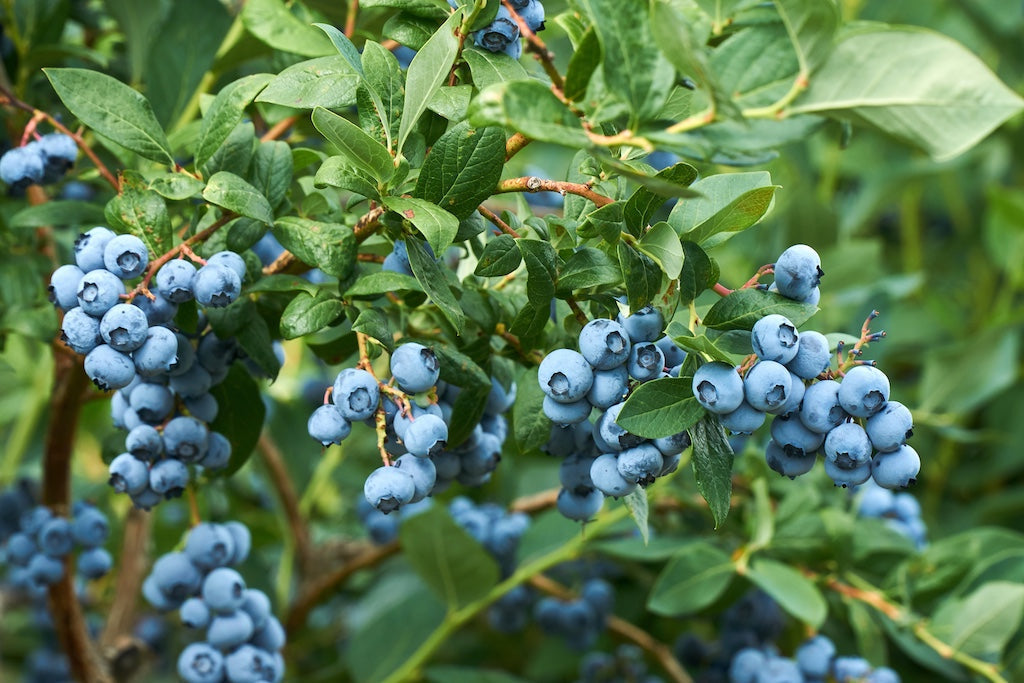 Bunches of ripe blueberries grow on leafy bushes.