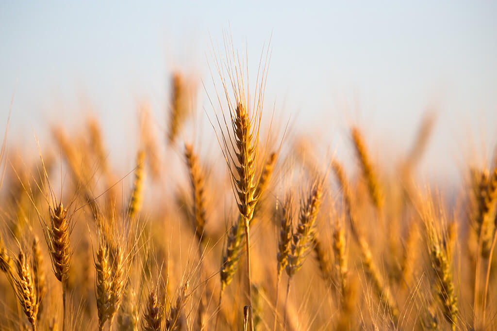 Spotlight on Heritage Grains: VERIVAL Rye
