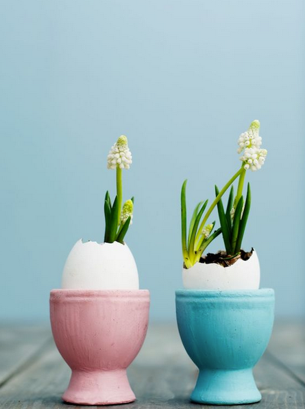 Eggshell floristry  © Shifra Jumelet of A Cup of Life via Pinterest
