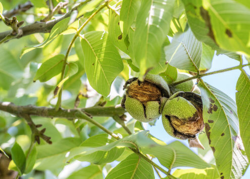 Regional nuts – these nut varieties grow in Austria and Germany