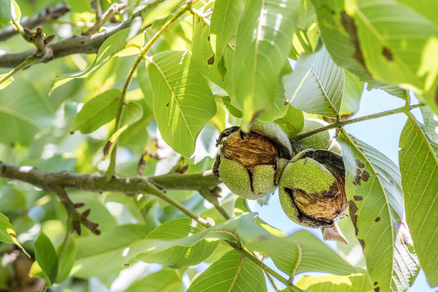 Regional nuts – these nut varieties grow in Austria and Germany