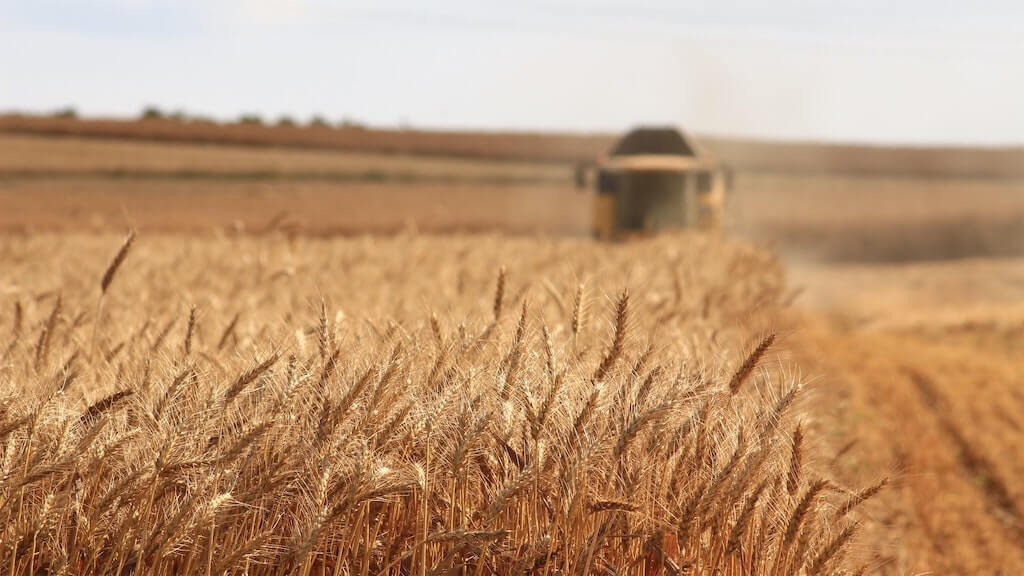 Landwirtschaft Hochleistungsweizen