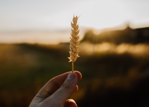 Myth wheat – how unhealthy is the grain really?