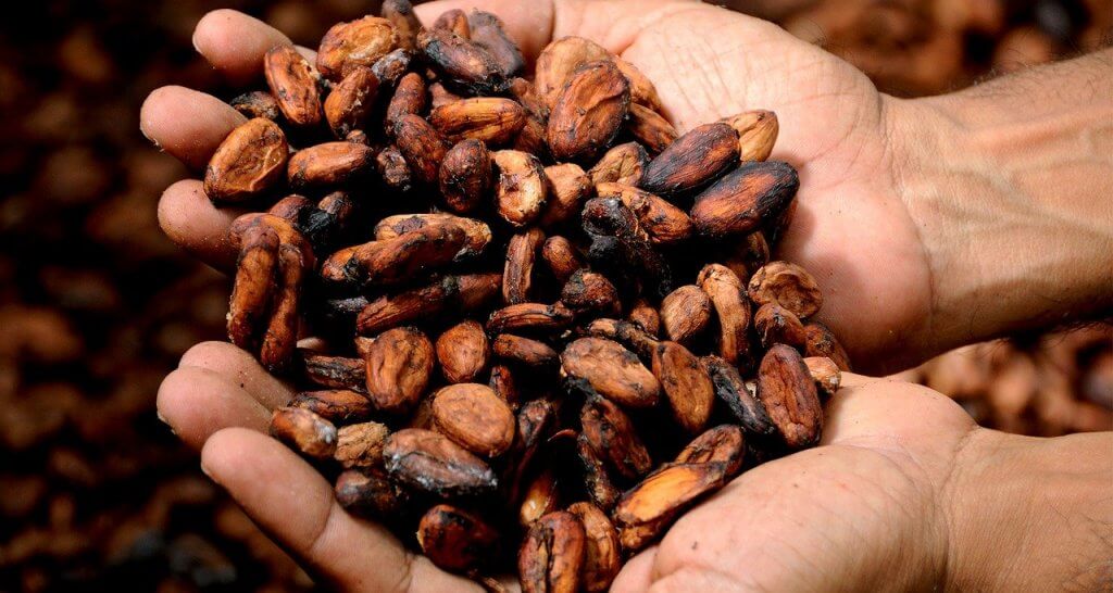The raw cocoa beans